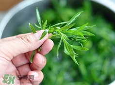 掃帚菜有什么功效？掃帚菜的功效與作用
