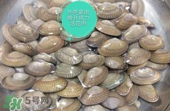 芒果螺怎么清洗？芒果螺怎么吃