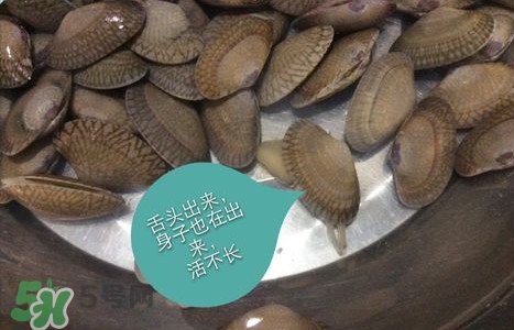 芒果螺怎么清洗？芒果螺怎么吃