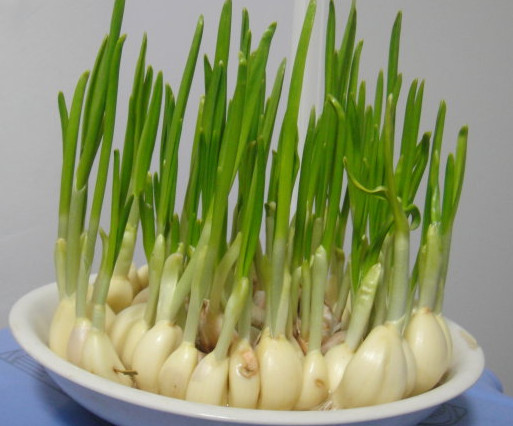 蒜苗是發(fā)物嗎？蒜苗是不是發(fā)物