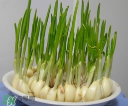 蒜苗屬于堿性食物嗎？蒜苗是酸性還是堿性