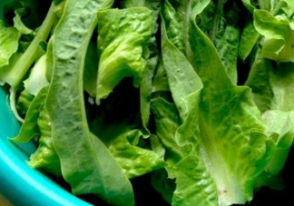 萵苣葉是油麥菜嗎？萵苣葉是不是油麥菜