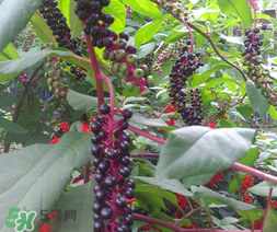 商陸可以吃嗎？商陸能不能吃？