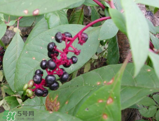 商陸可以吃嗎？商陸能不能吃？