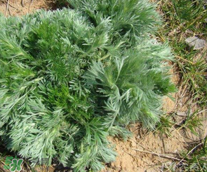 白蒿的食用禁忌 白蒿有什么食用禁忌？