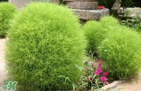 掃帚菜有什么功效？掃帚菜的功效與作用