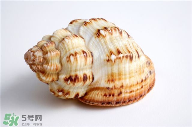 海螺的尾部能吃嗎？海螺的尾巴可以吃嗎