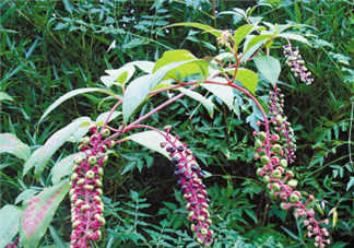 商陸可以吃嗎？商陸能不能吃？