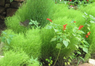 掃帚菜有什么功效？掃帚菜的功效與作用