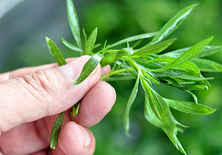 掃帚菜孕婦能吃嗎？孕婦可以吃掃帚菜嗎