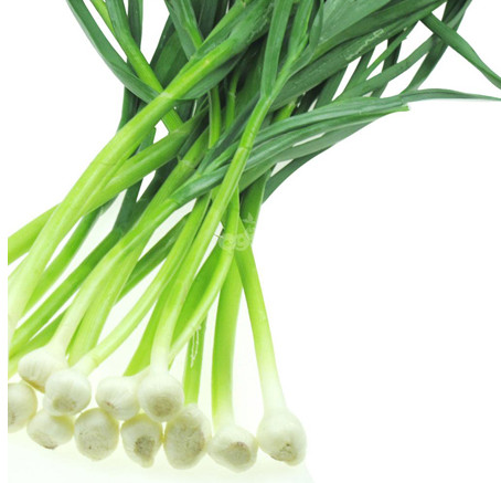 怎么種蒜苗？在家怎么種蒜苗