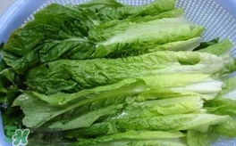 萵苣葉是什么？生菜是不是萵苣葉子