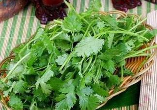 四月份可以種香菜嗎？四月份還能種香萊嗎？