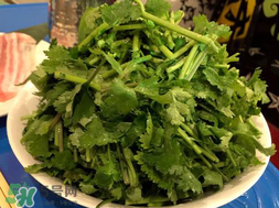 四月份可以種香菜嗎？四月份還能種香萊嗎？