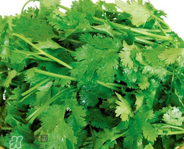 四月份可以種香菜嗎？四月份還能種香萊嗎？