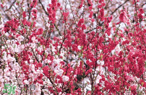 桃花醉酒好喝嗎？喝桃花醉酒有什么好處？
