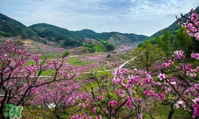 桃花醉酒好喝嗎？喝桃花醉酒有什么好處？
