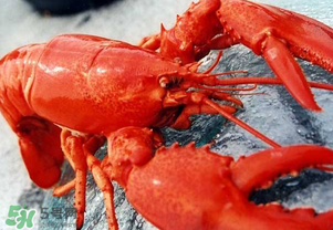 龍蝦怎么保存不會死？龍蝦怎么保存才新鮮？