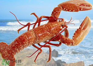 龍蝦怎么保存不會死？龍蝦怎么保存才新鮮？