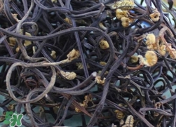 蕨菜干的營(yíng)養(yǎng)價(jià)值_蕨菜干的功效與作用及食用方法 蕨菜干的營(yíng)養(yǎng)價(jià)值_蕨菜干的功效與作用及食用方法