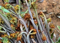 蕨菜干的營(yíng)養(yǎng)價(jià)值_蕨菜干的功效與作用及食用方法 蕨菜干的營(yíng)養(yǎng)價(jià)值_蕨菜干的功效與作用及食用方法