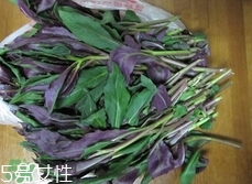 吃血皮菜有什么好處?血皮菜的功效與禁忌