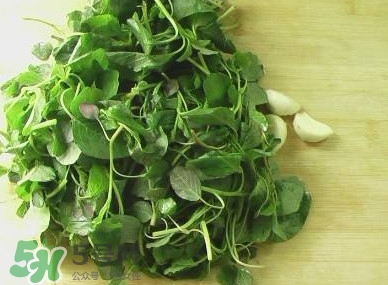 野莧菜能吃嗎？野莧菜圖片