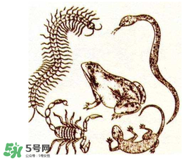 五毒日是哪幾天？2017年五毒日是哪幾天？