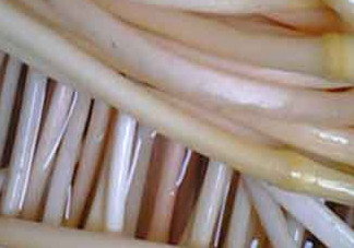 藕帶什么時(shí)候有？藕帶什么時(shí)候上市