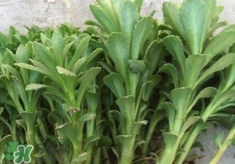 救心菜是什么菜?救心菜是什么樣的? 救心菜是什么菜?救心菜是什么樣的?