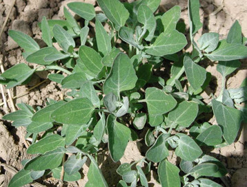 灰灰菜有毒嗎？灰灰菜有沒(méi)有毒