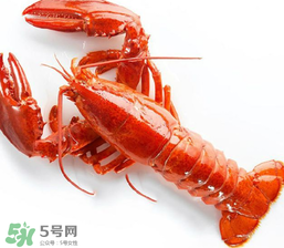 龍蝦怎么養(yǎng)不會死？大龍蝦怎么養(yǎng)不會死？