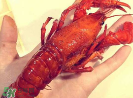 龍蝦怎么養(yǎng)不會死？大龍蝦怎么養(yǎng)不會死？