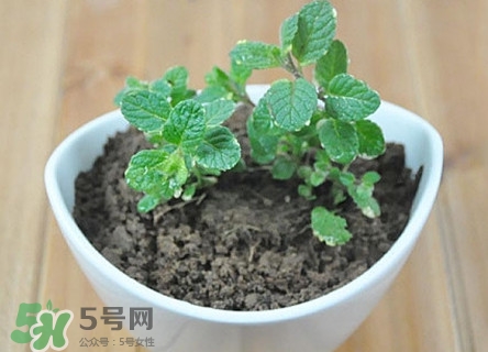 薄荷怎么養(yǎng)？薄荷怎么養(yǎng)才能爆盆
