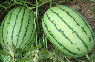 西瓜什么時候上市？西瓜什幾月份上市？