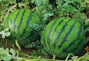 西瓜什么時候上市？西瓜什幾月份上市？