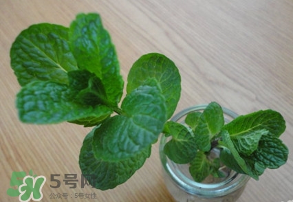 薄荷怎么養(yǎng)？薄荷怎么養(yǎng)才能爆盆