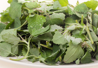 灰灰菜能吃嗎？灰灰菜怎么做菜才好吃