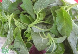 野莧菜能吃嗎？野莧菜圖片