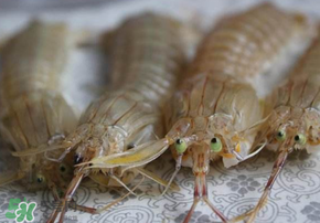 皮皮蝦死了還能吃嗎？皮皮蝦死了多久還能吃？