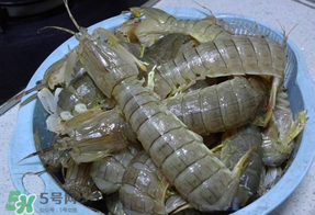 皮皮蝦死的怎么清洗？死的皮皮蝦怎么清洗？