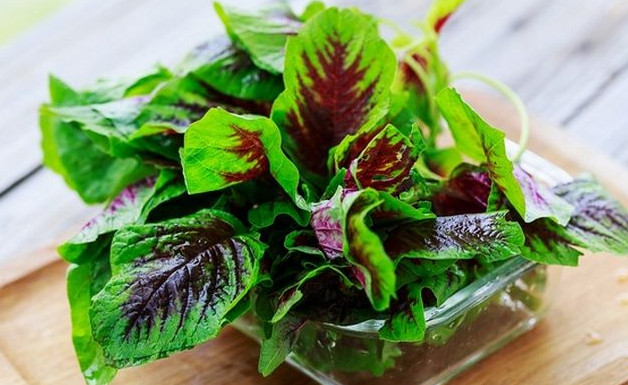 莧菜要焯水嗎？莧菜需要焯水嗎