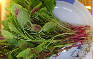 汗菜不能和什么一起吃？汗菜不能同什么一起吃