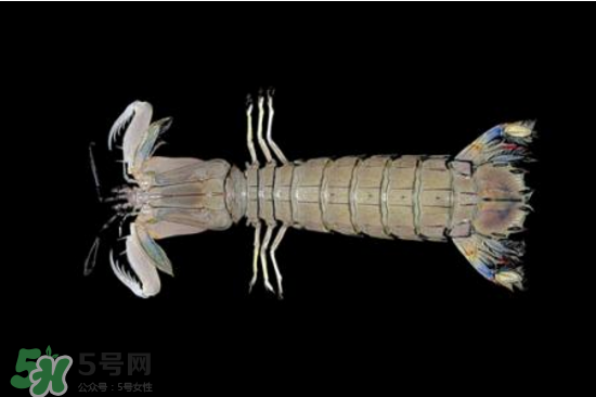 皮皮蝦有黃嗎？皮皮蝦什么時(shí)候有黃？