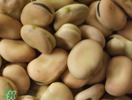 蠶豆長(zhǎng)蟲還能吃嗎？蠶豆怎么保存不長(zhǎng)蟲？