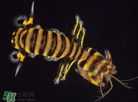 皮皮蝦吃公的還是母的？皮皮蝦公母哪個(gè)好吃？