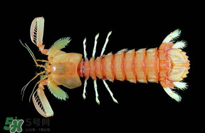 皮皮蝦吃公的還是母的？皮皮蝦公母哪個(gè)好吃？