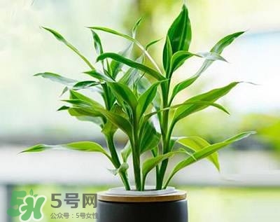 富貴竹可以和百合一起養(yǎng)嗎？富貴竹可以和什么花養(yǎng)？