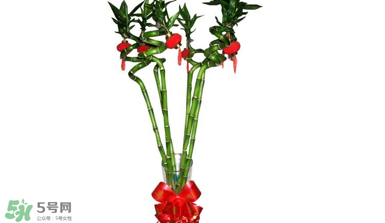 富貴竹可以和百合一起養(yǎng)嗎？富貴竹可以和什么花養(yǎng)？