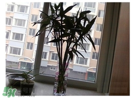 富貴竹葉子發(fā)黃怎么辦？富貴竹怎么養(yǎng)才能更旺盛？